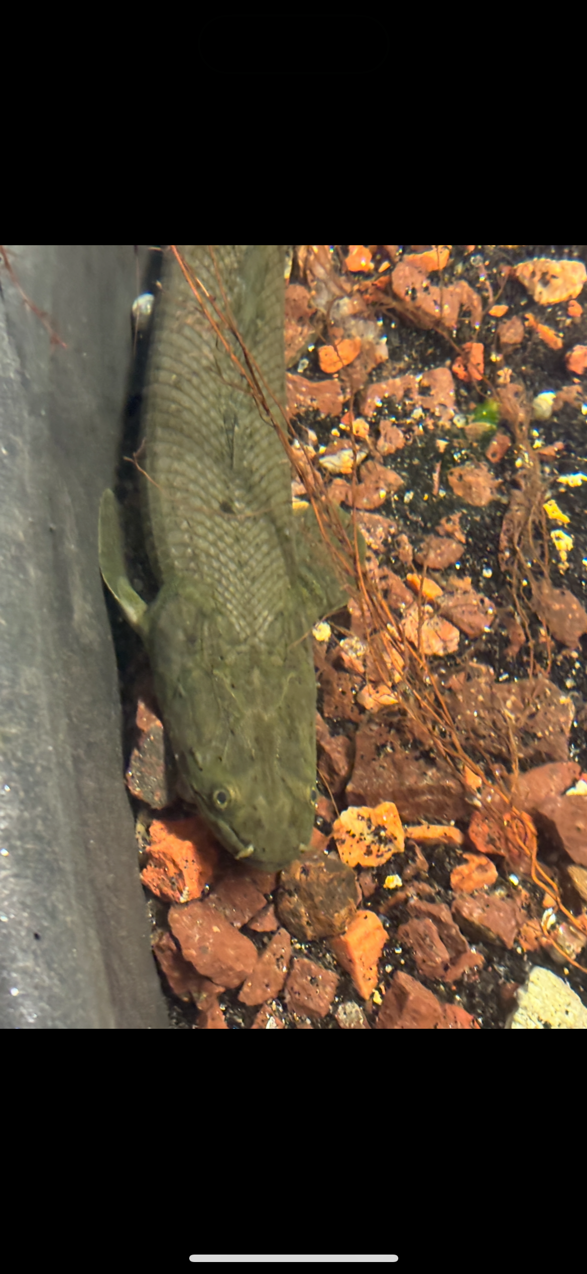 Wild Caught Lapradei Bichir 17”