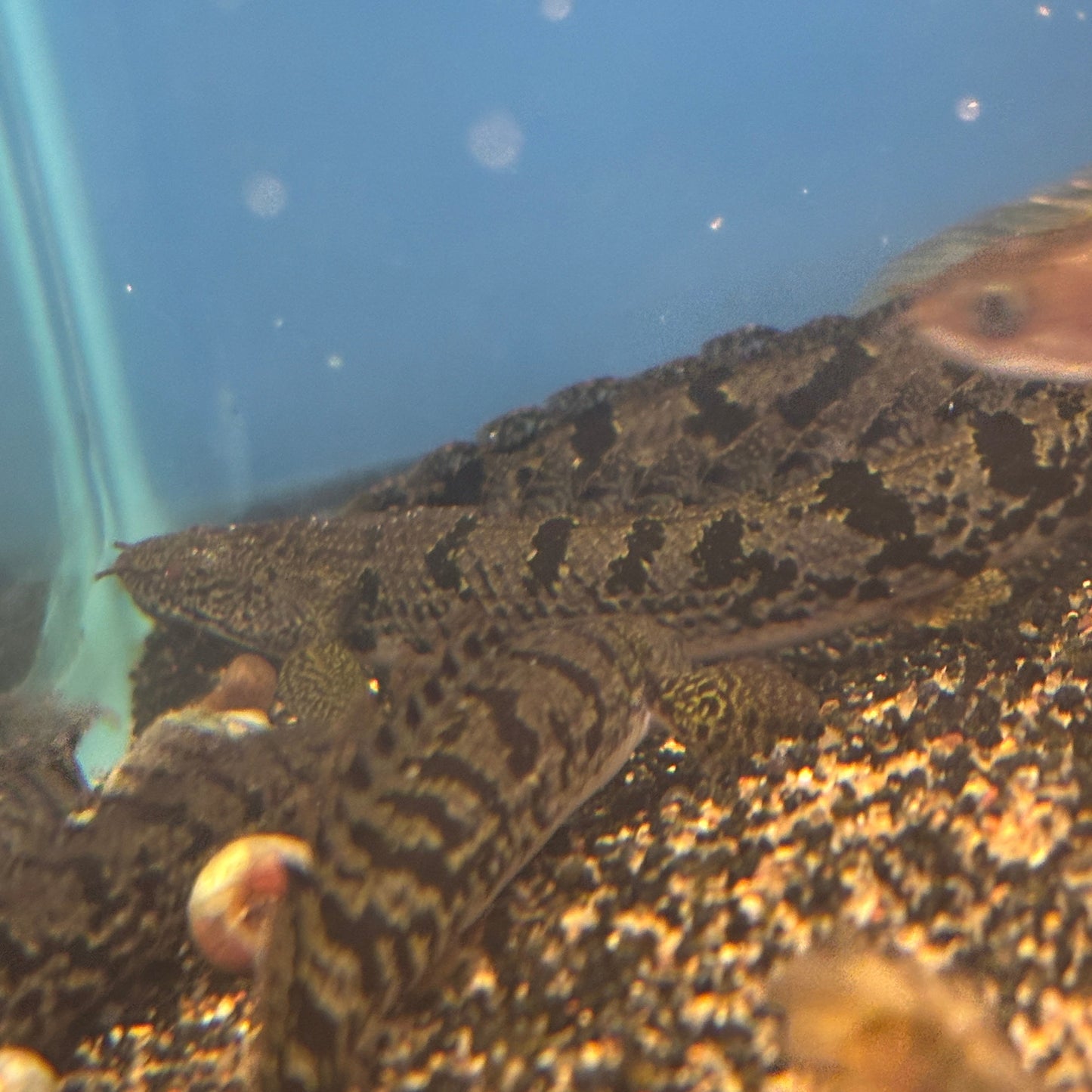 Premium Bar Delhezi Bichir