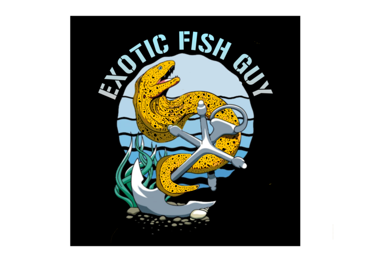 Random B Grade Fish ExoticFishGuy