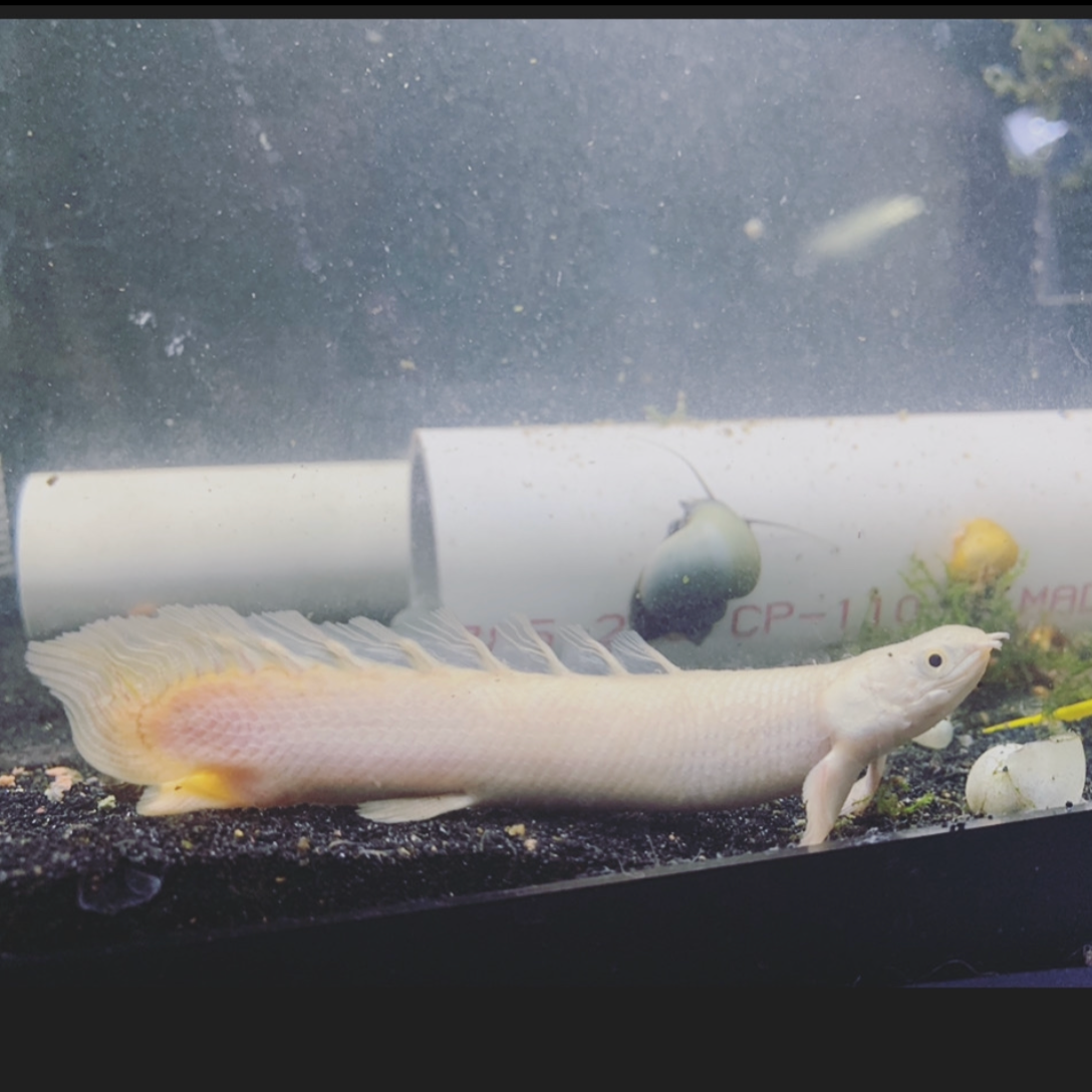 Short Body Platinum Bichir Indo Grade 4”