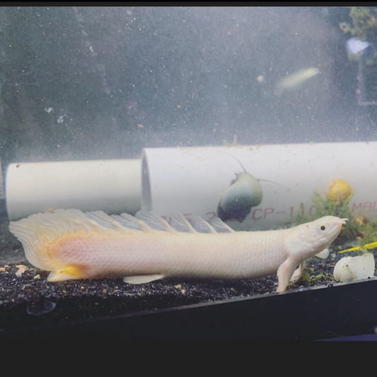 Short Body Leacustic Bichir Indo Grade 4”
