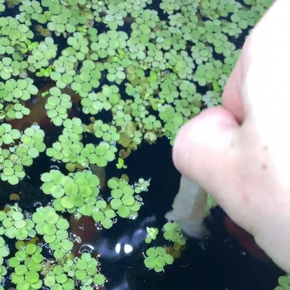 1 BIG Bagful Water Spangles Salvinia Minima Live Aquarium Plant