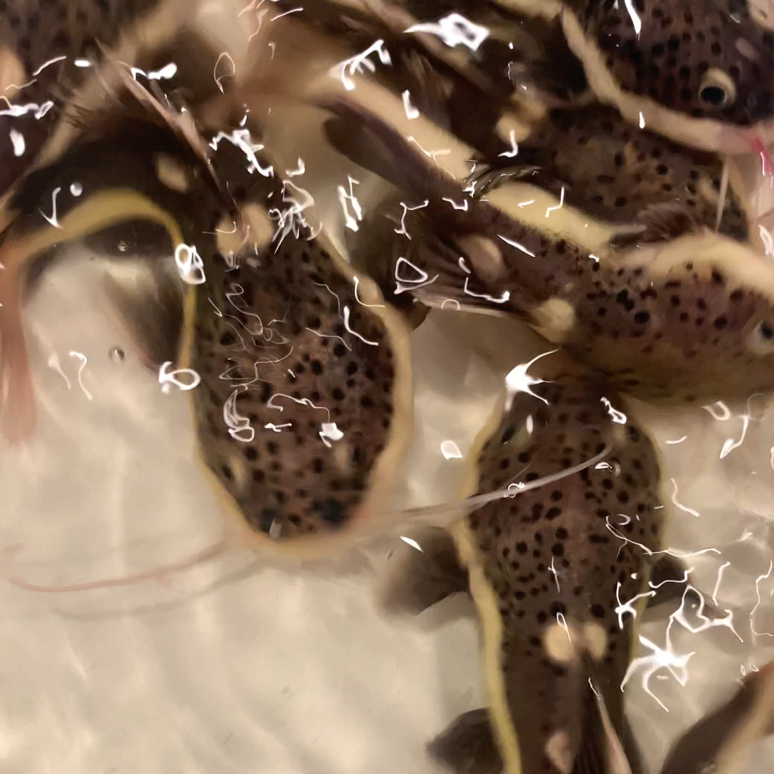 Shortbody Redtail Catfish 3-4"