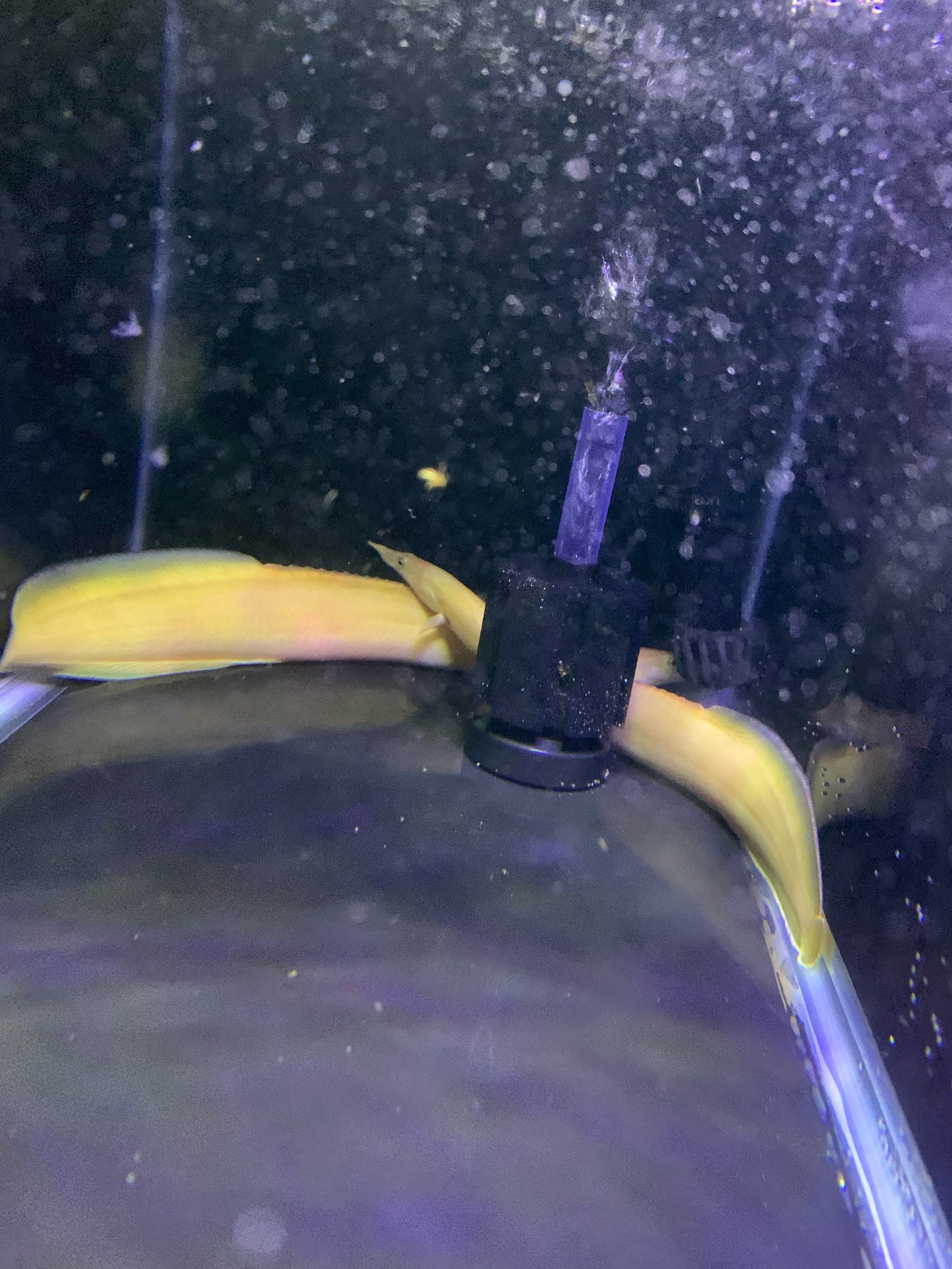 XL 12-14"+ Xanthic Yellow Fire Eels