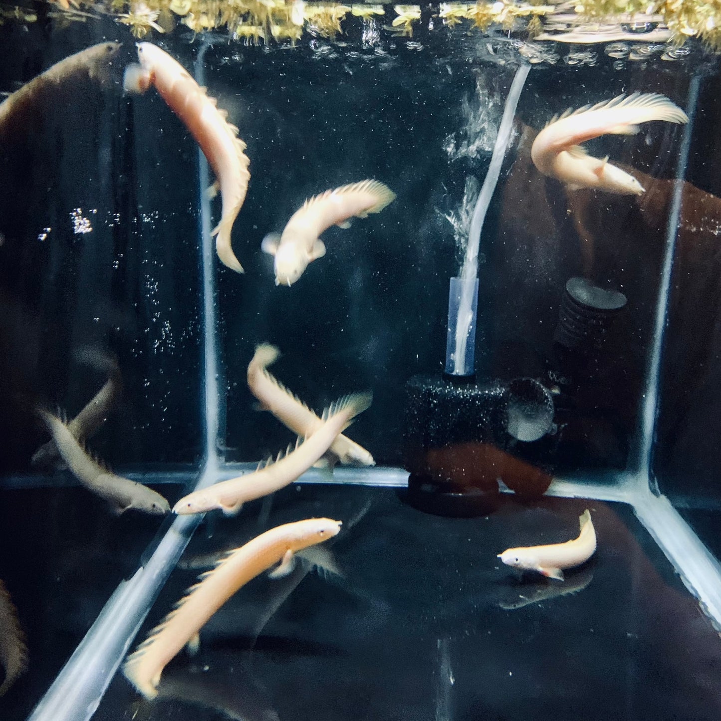 Platinum Senegalus Bichir