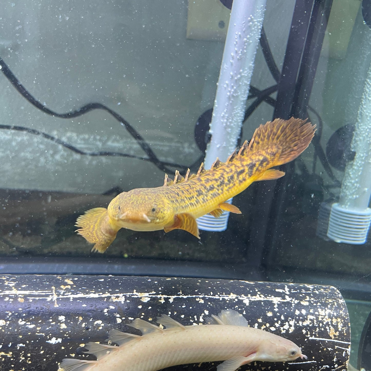 Teugelsi Bichir