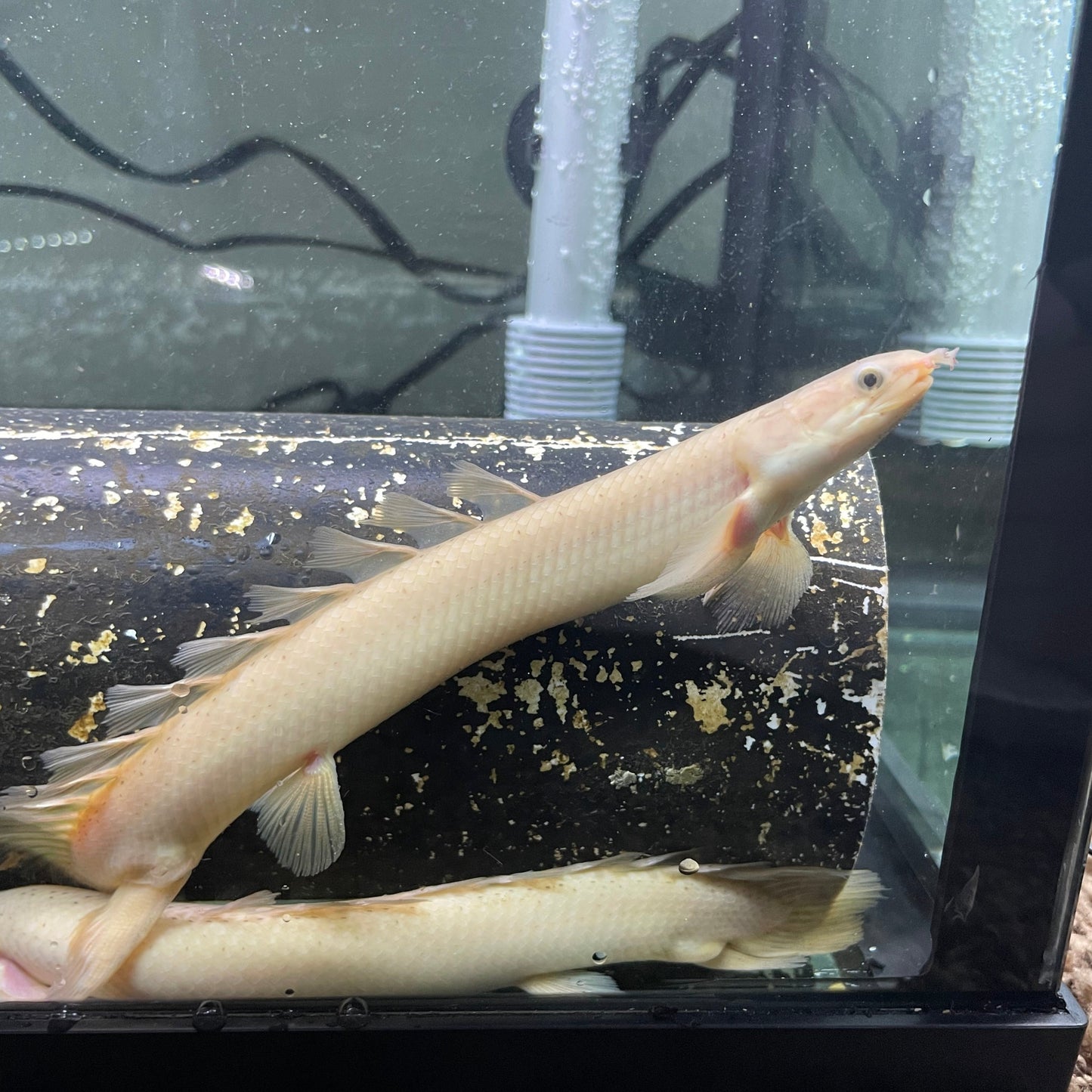 Longfin Golden Color Morph Senegal Bichir MEDIUM 7-10"