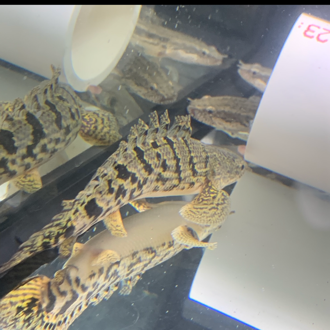 Short Body ROYAL Delhezi Bichir 3-4"