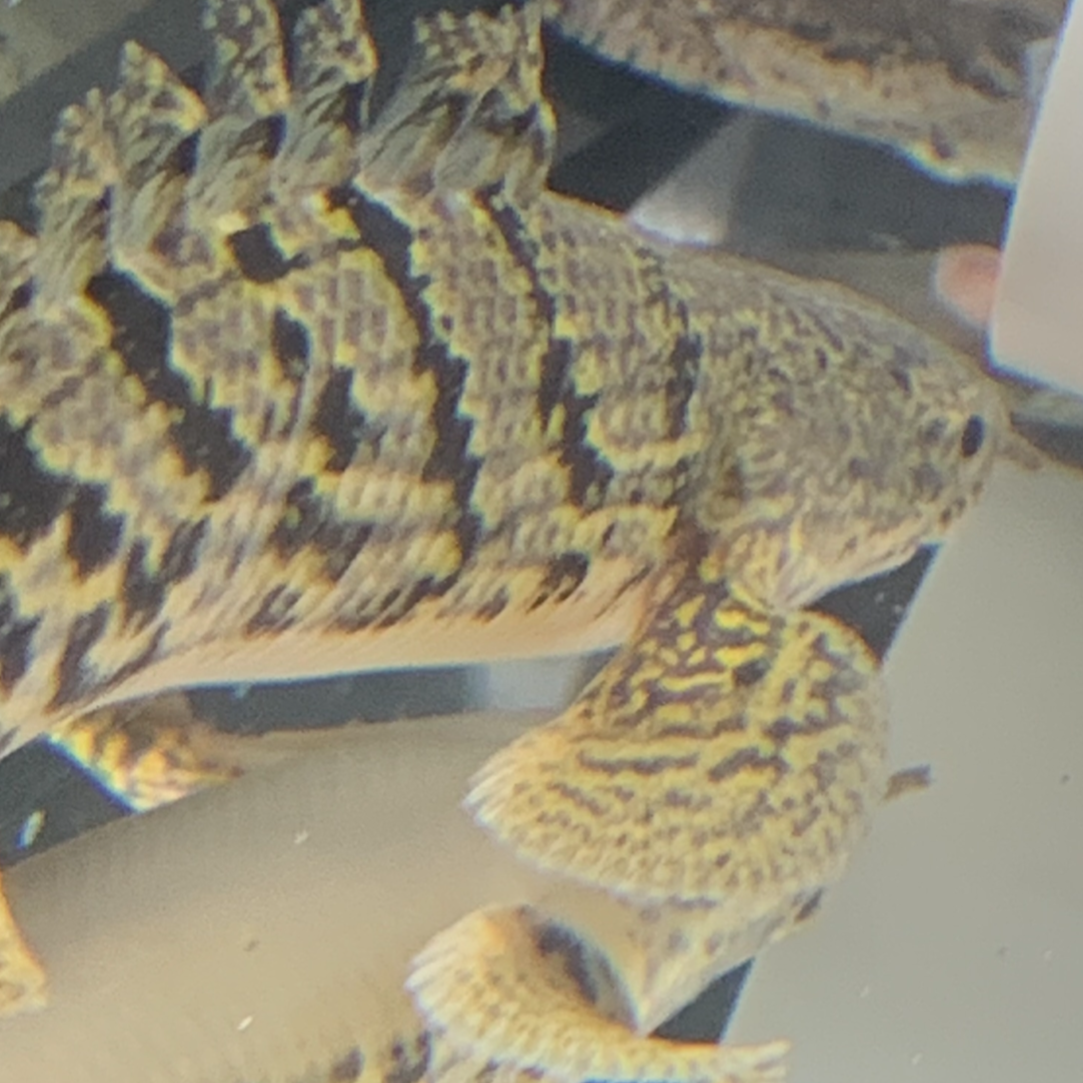 Short Body ROYAL Delhezi Bichir 3-4"