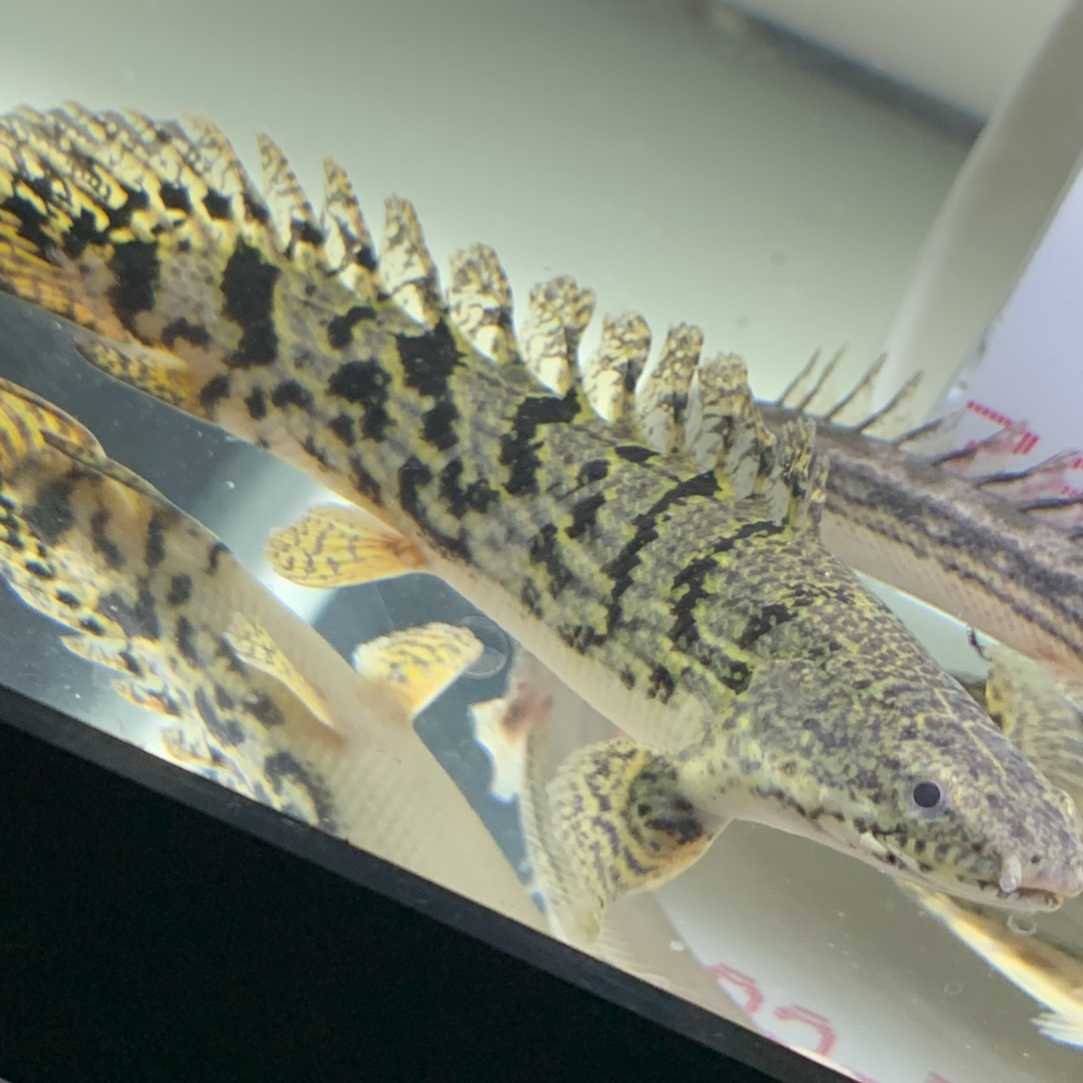 Short Body ROYAL Delhezi Bichir 3-4"