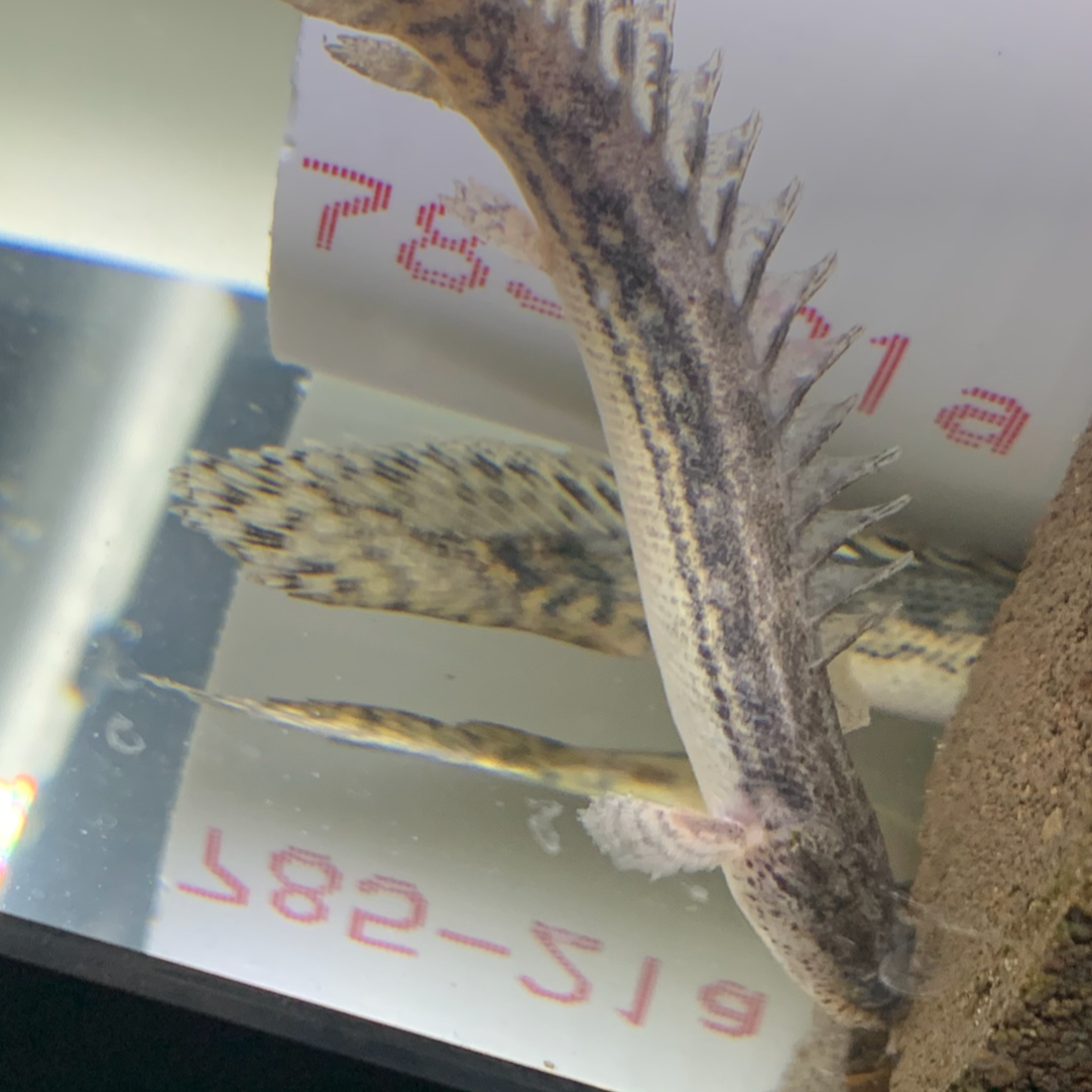 Lapradei x Ansorgi Hybrid Bichir Polypertus 3-4"