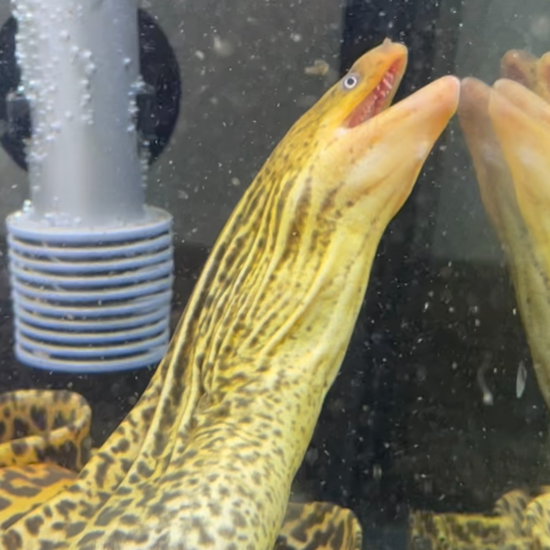 Large Freshwater Tiger Moray Eels 20-24”+