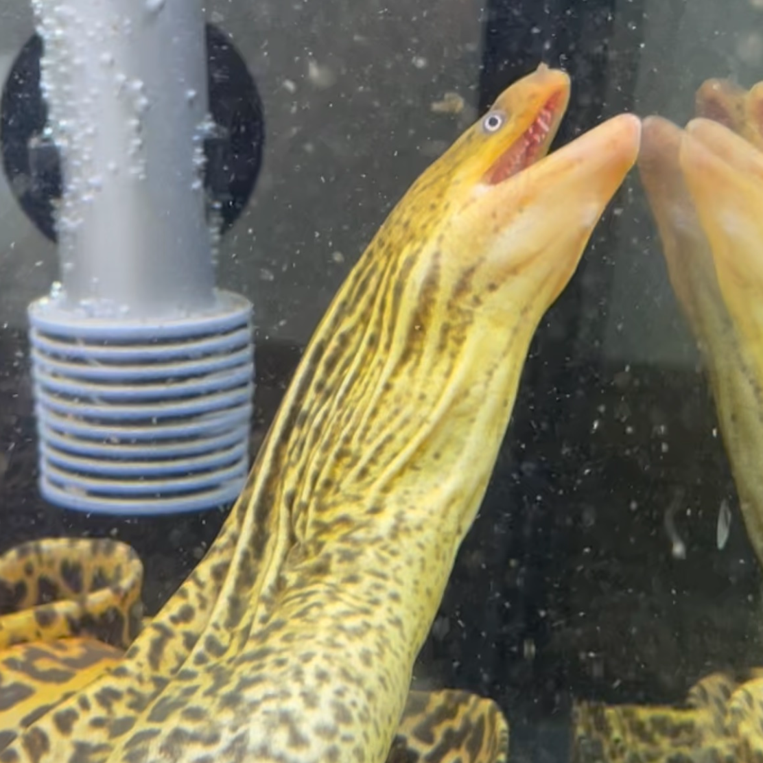 XL Freshwater Tiger Moray Eels 28”+