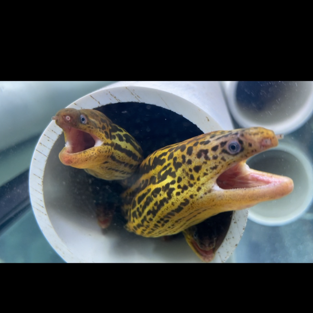 Large Freshwater Tiger Moray Eels 20-22”+