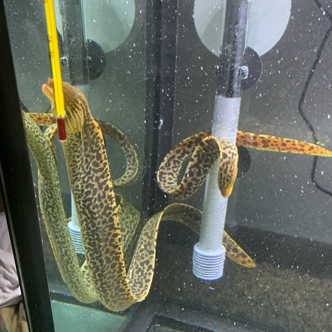Large Freshwater Tiger Moray Eels 20-22”+
