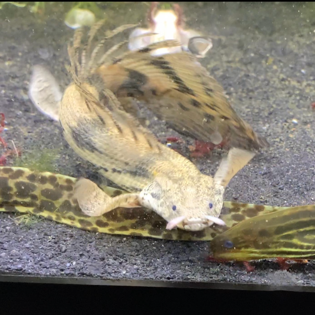 Super Longfin Endlicheri Bichir 8-10”