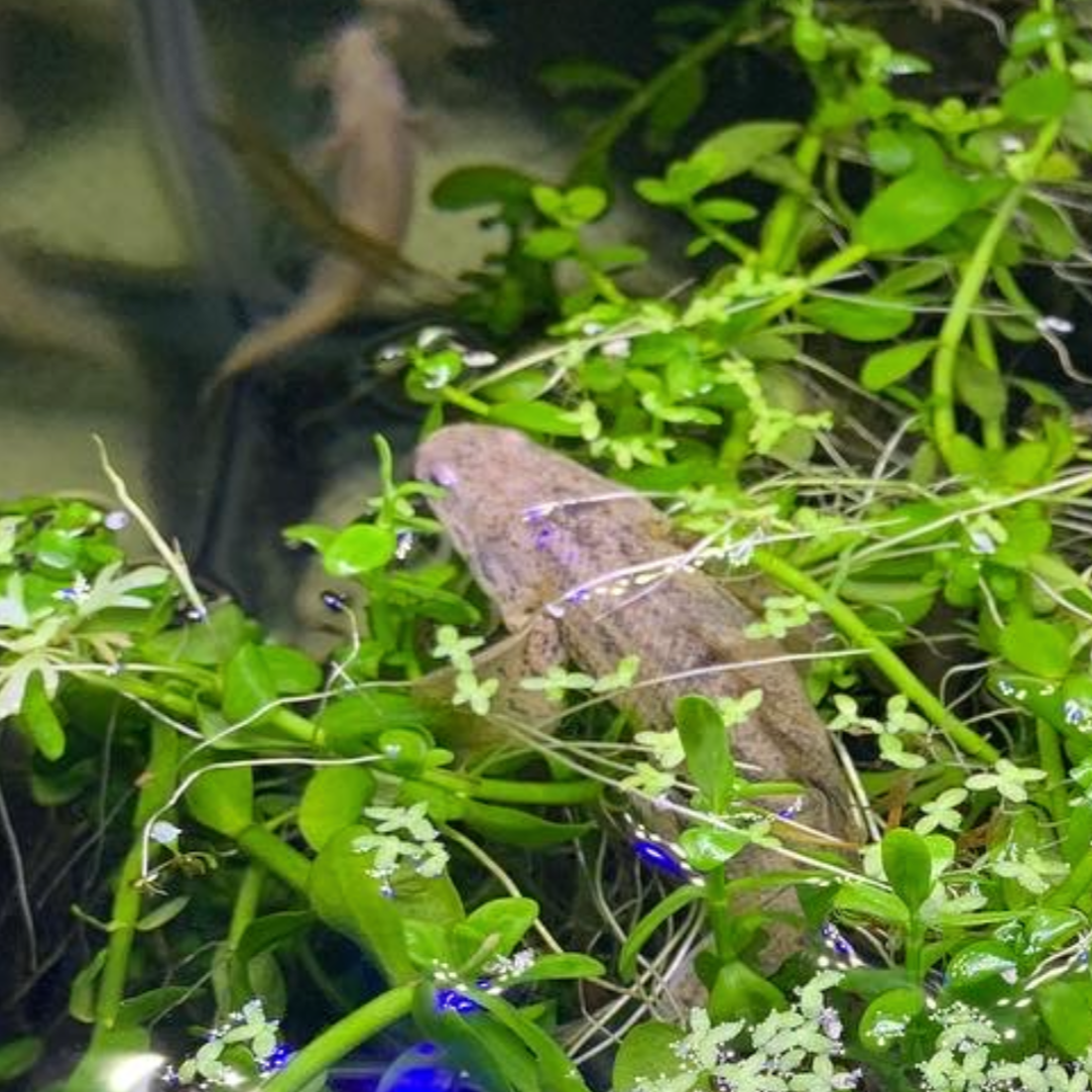 Super Longfin Endlicheri Bichir 8-10”
