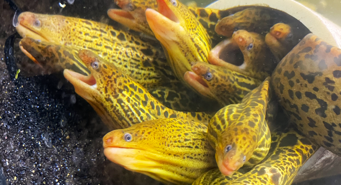 Freshwater Tiger Moray Eel YES it s for YOU Care Guide ExoticFishGuy