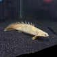 Shortbody Xanthic Marbled Senegal Bichir