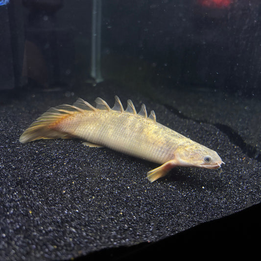 Shortbody Xanthic Marbled Senegal Bichir