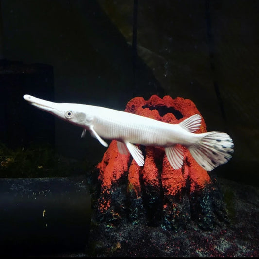 XL FIRE EEL 20” ONLY 3 IMPORTED