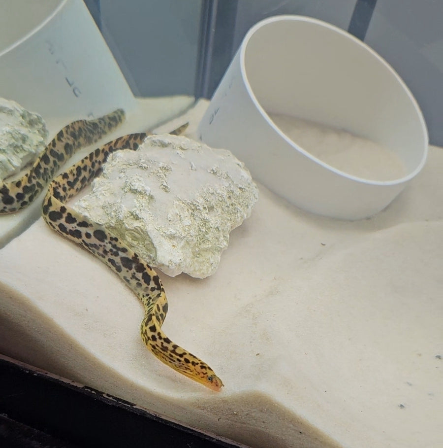 Premium Freshwater Tiger Moray Eels 7-9"+ (Gymnothorax Polyuranodon)