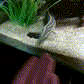 Fire Eels (Mastacembelus erythrotaenia)