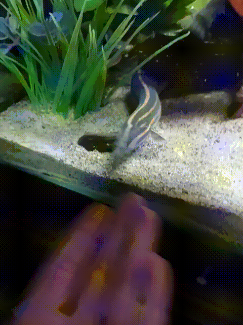 Fire Eels (Mastacembelus erythrotaenia)