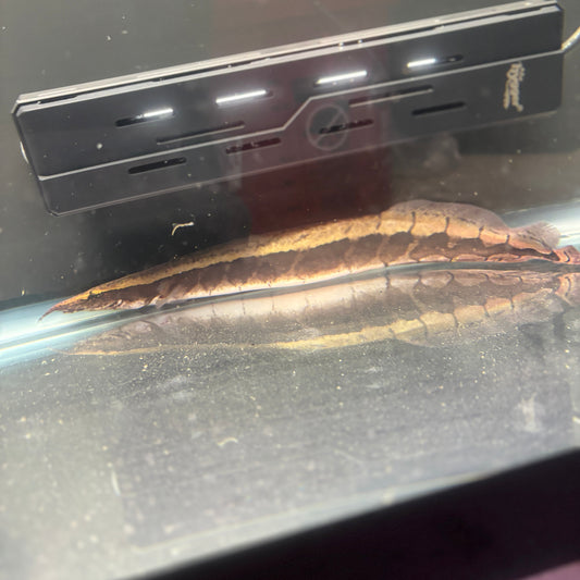 Borneo Python Eel
