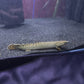 Ornate Bichir
