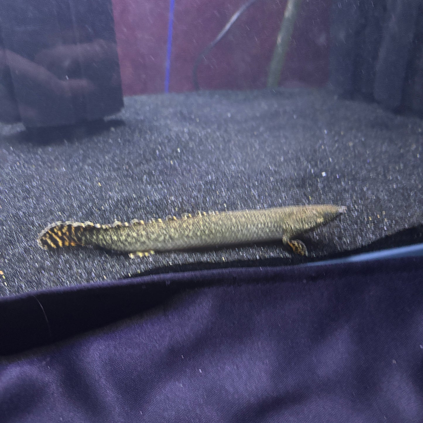 Ornate Bichir