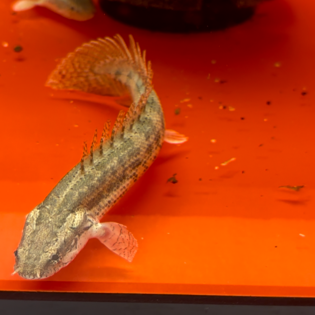 BICHIR – ExoticFishGuy