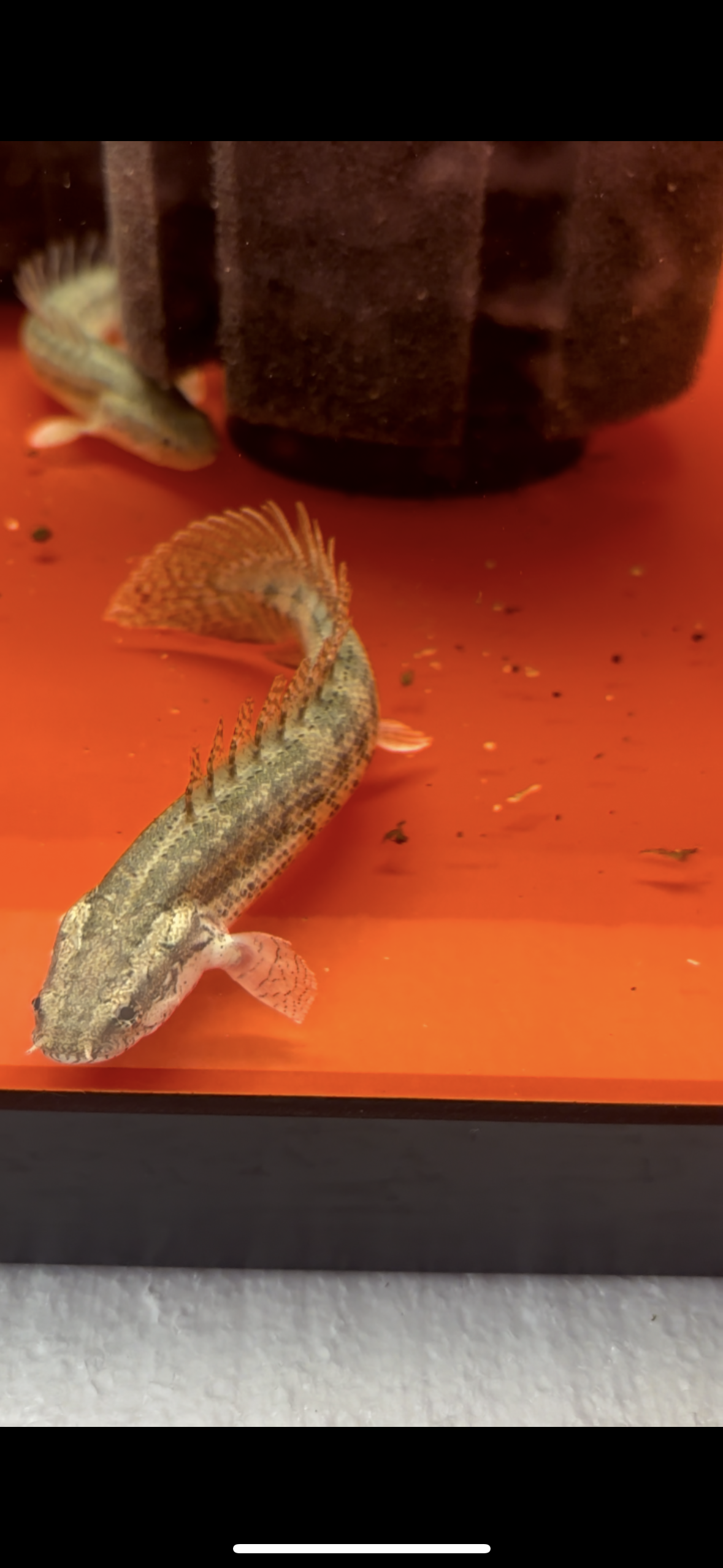 Lapradei Bichir 6-8”