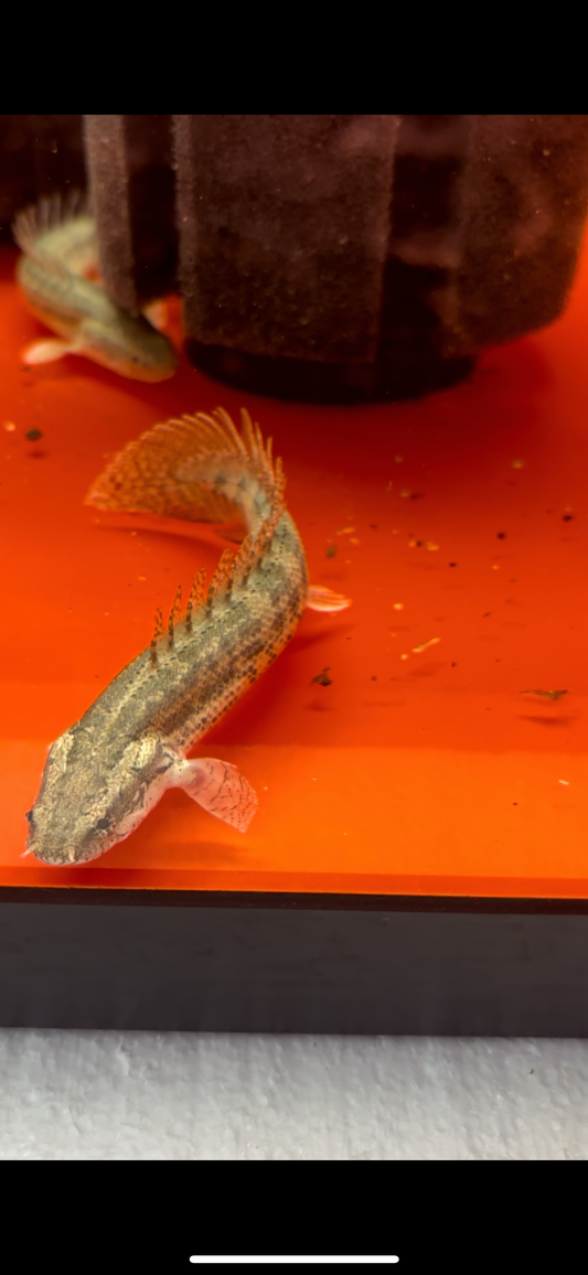 Lapradei Bichir 6-8”