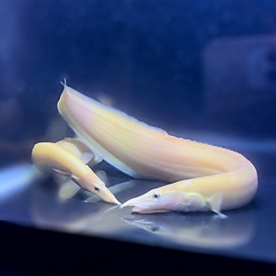 Xanthic Yellow Fire Eel