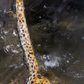 Freshwater Tiger Moray Eels 7-9"+ (Gymnothorax Polyuranodon)