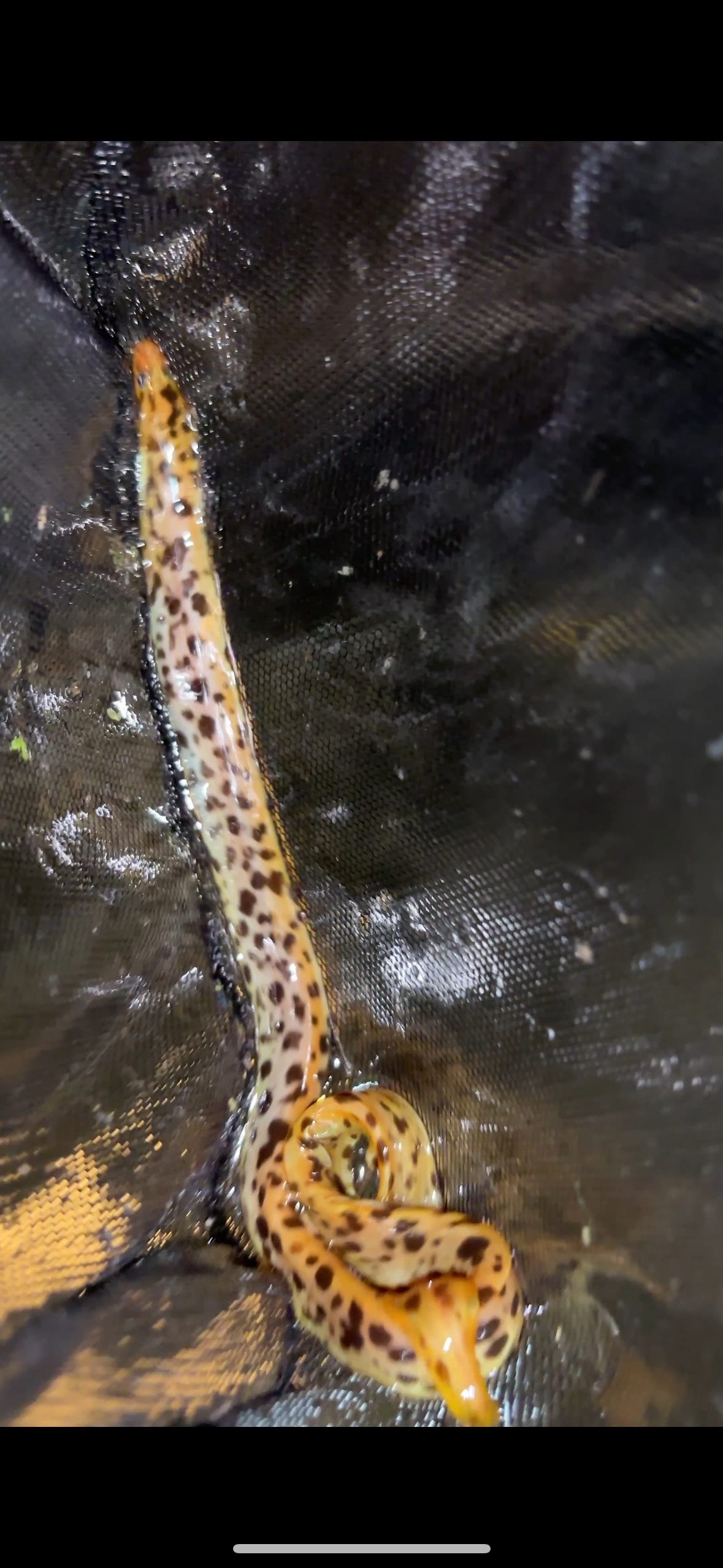 Freshwater Tiger Moray Eels 7-9"+ (Gymnothorax Polyuranodon)