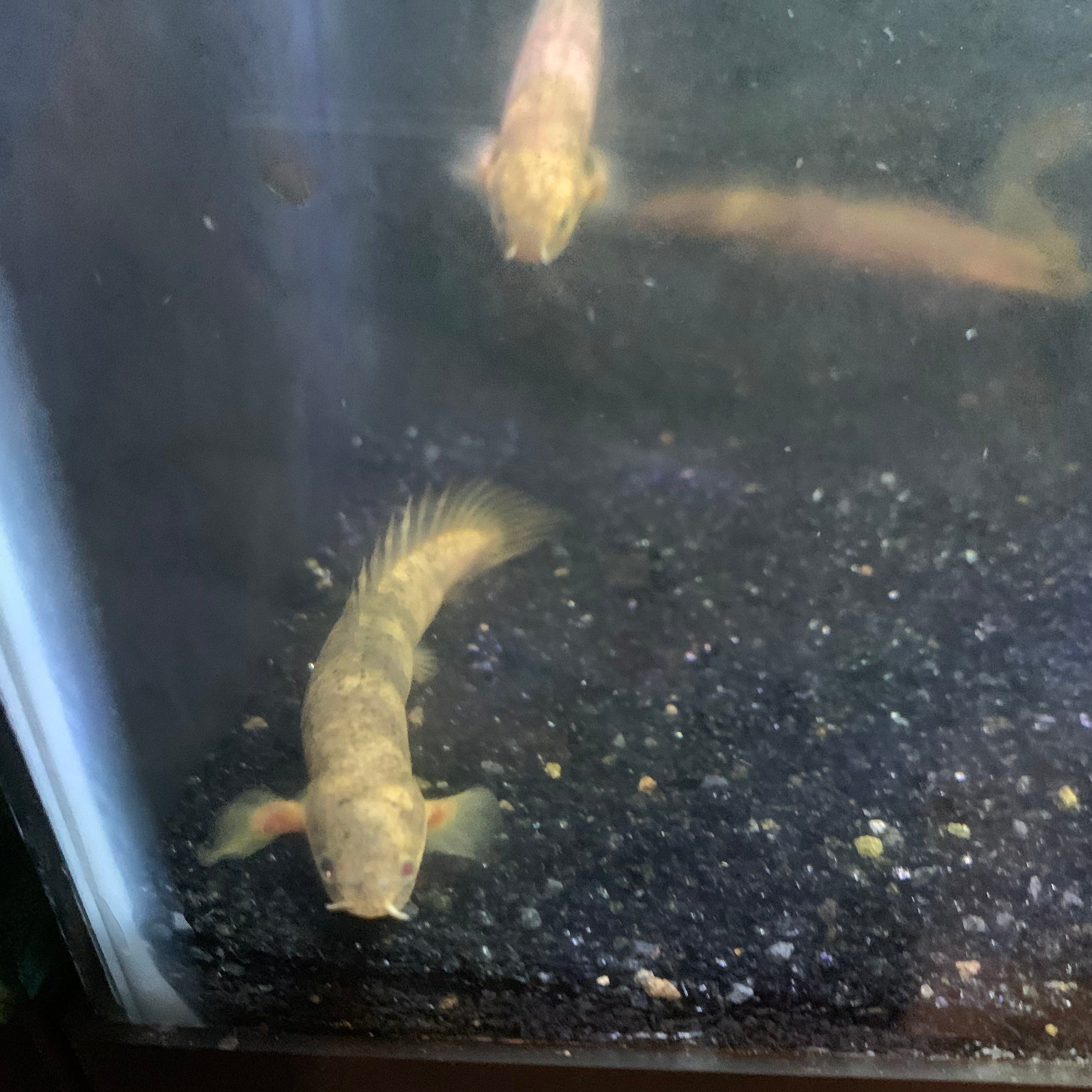 Xanthic Marble Senegalus Bichir 3-4