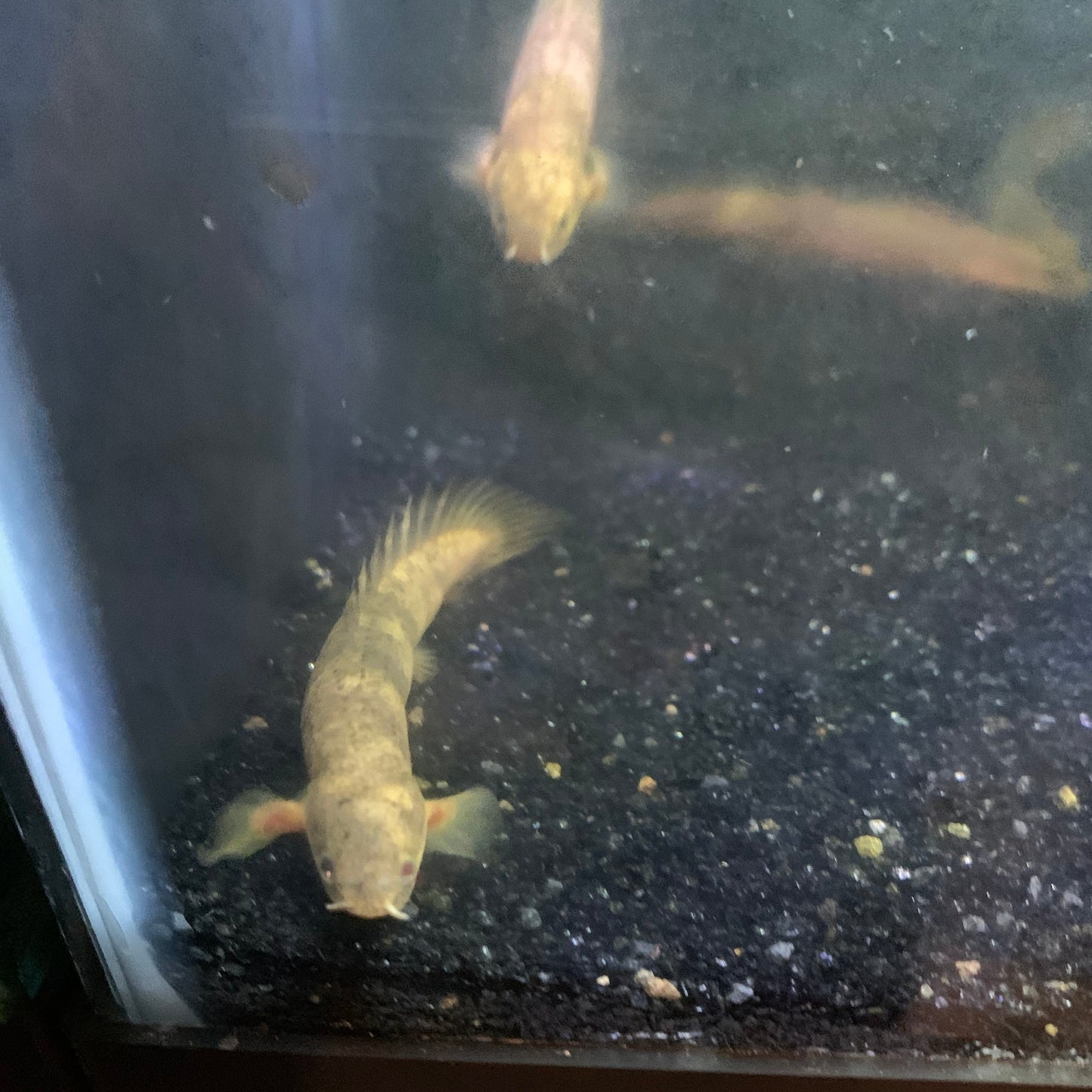 Xanthic Marble Senegalus Bichir 3-4