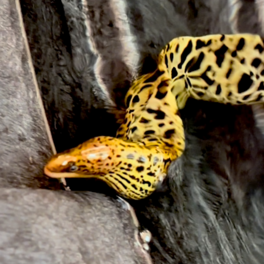Premium Large Freshwater Tiger Moray Eels 22-24”+