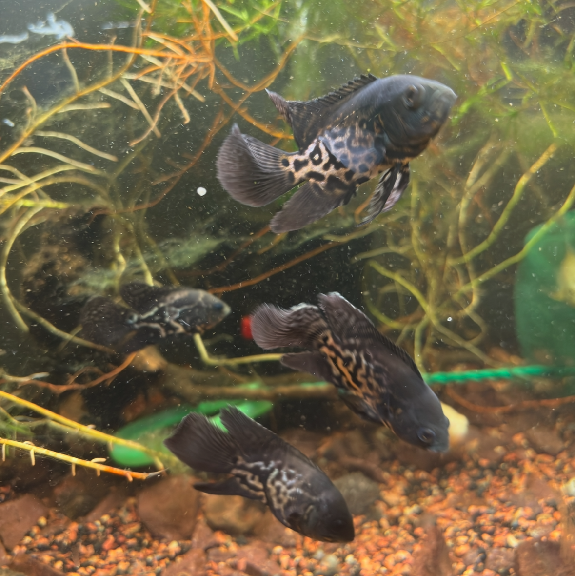 Orange Dream Nemo Longfin Oscar