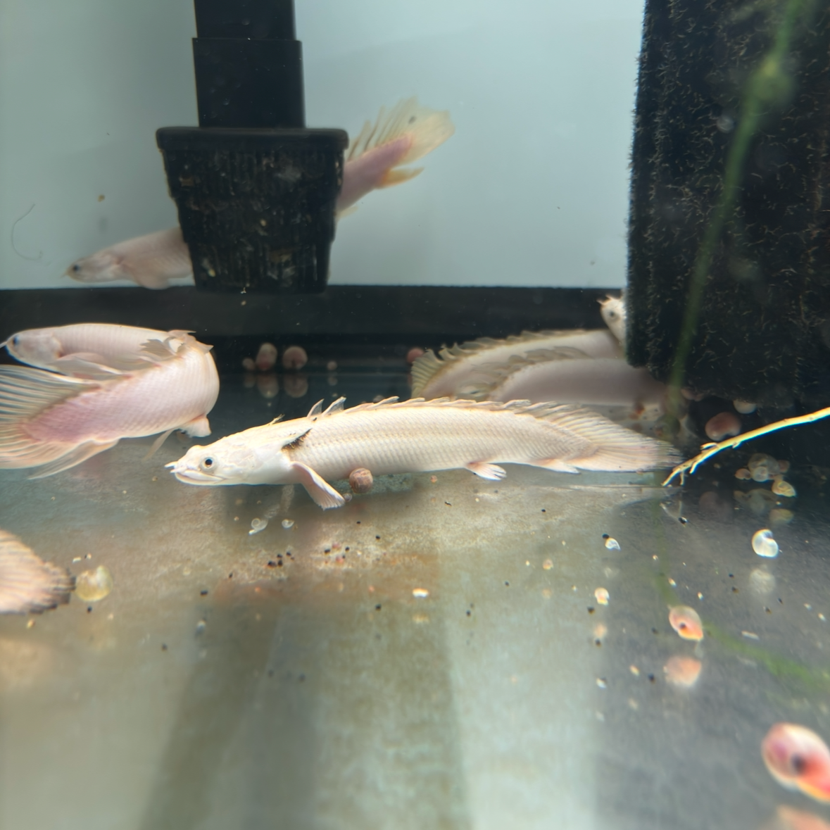 Platinum Lapradei Bichir