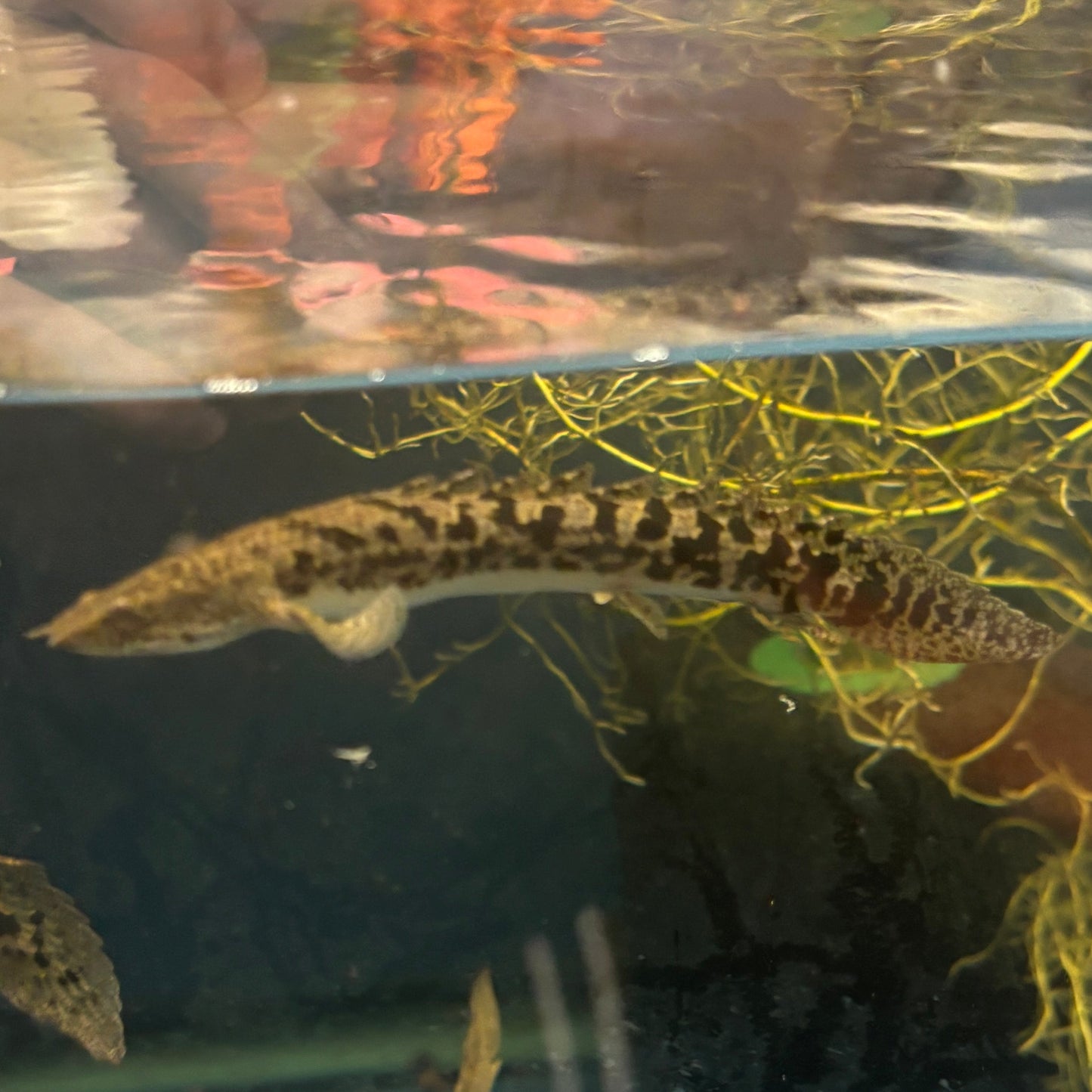 Premium Bar Delhezi Bichir