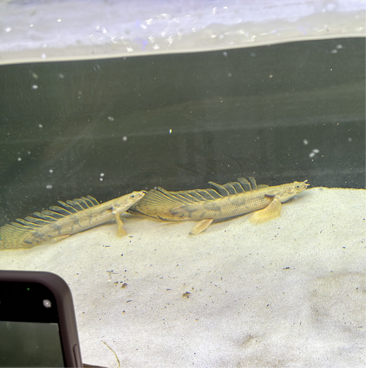 Super Longfin Endlicheri Bichir 10”