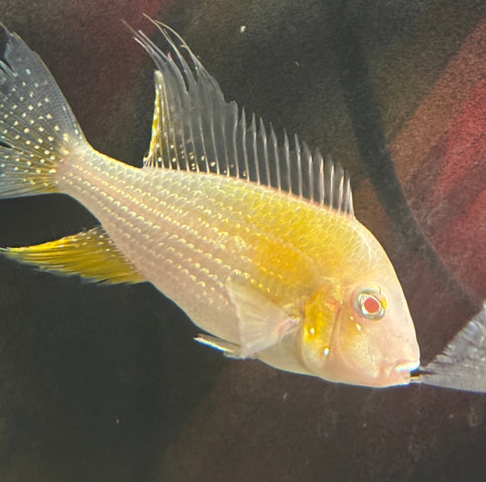 Albino Threadfin Acara