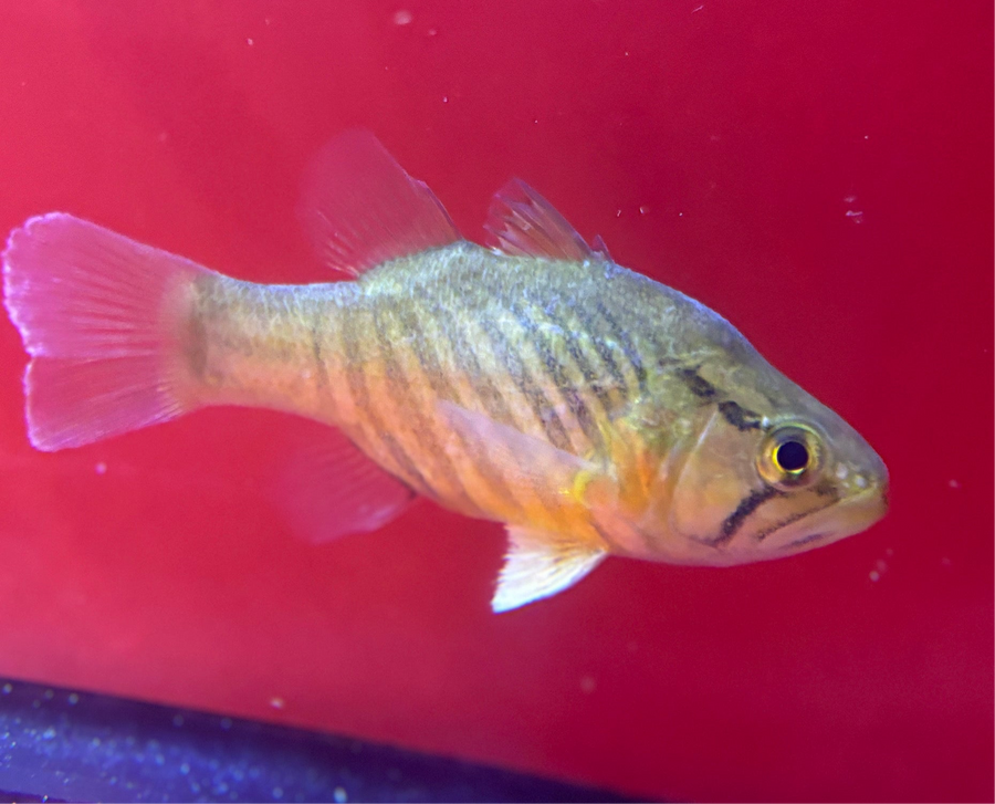 Glossamia wichmanni "Mouth Almighty"