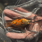Orange Nemo Longfin Oscar