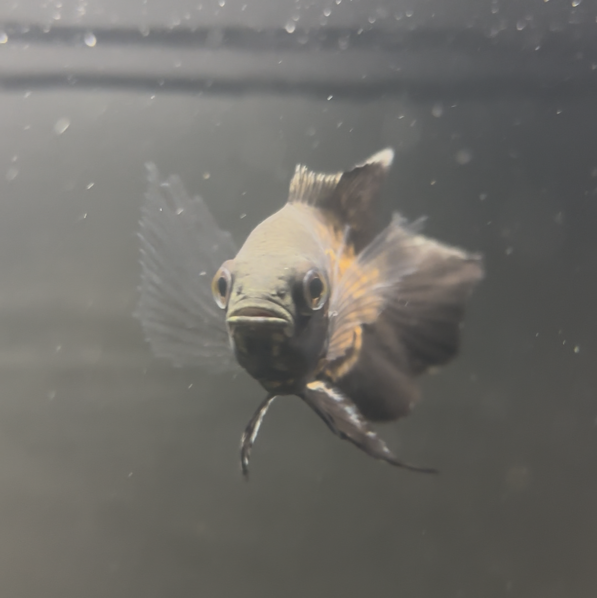 Longfin Designer Copper Oscar