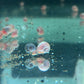 Assorted Ramshorn Snails