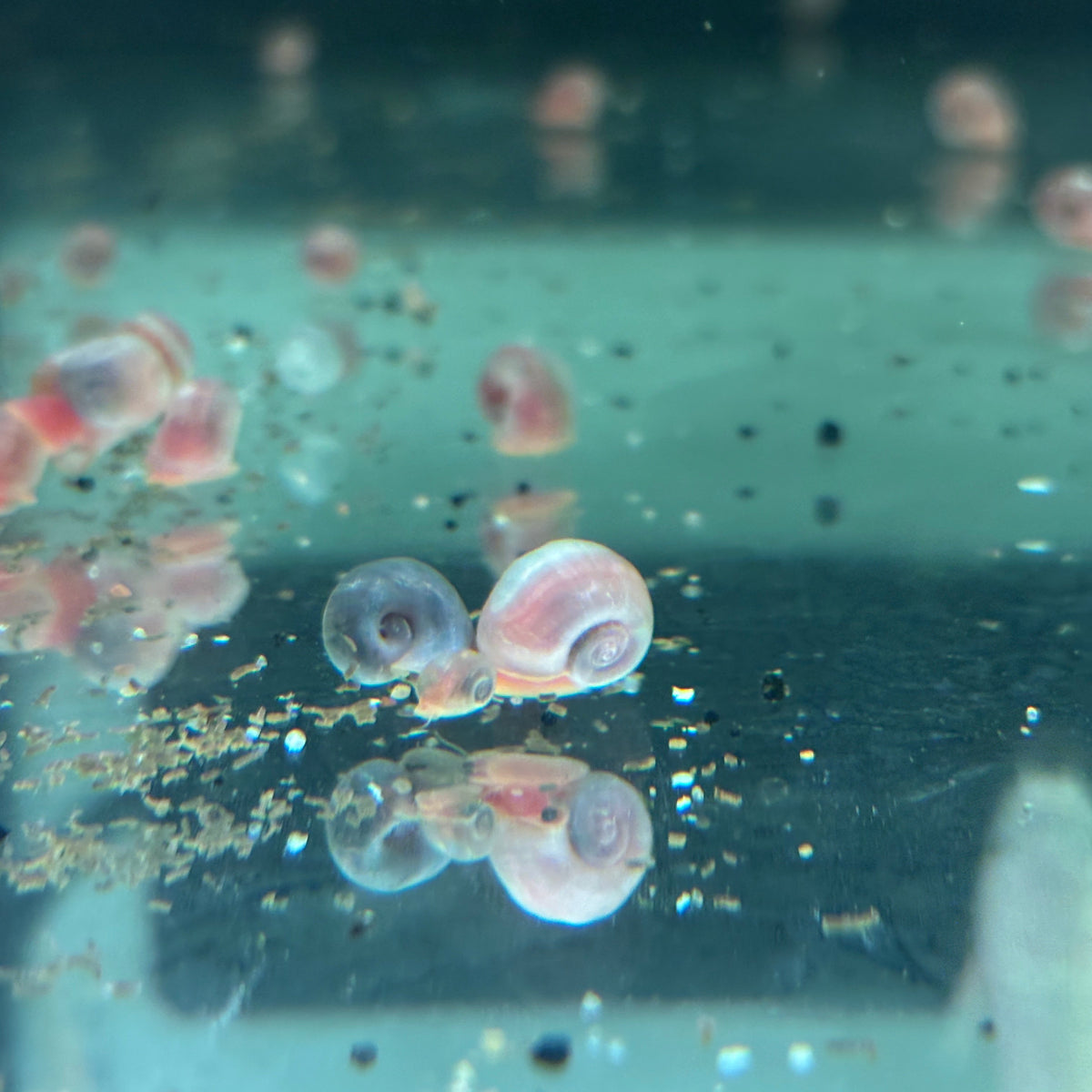 Assorted Ramshorn Snails